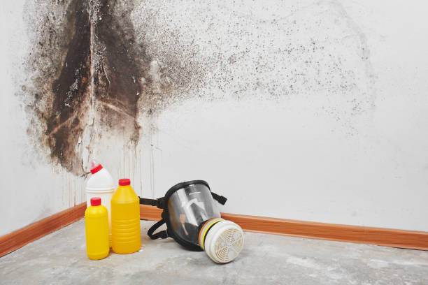Best Mold Testing  in Butte, MT