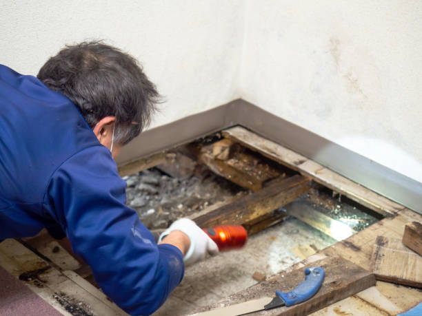 Mold Removal Process in Butte, MT