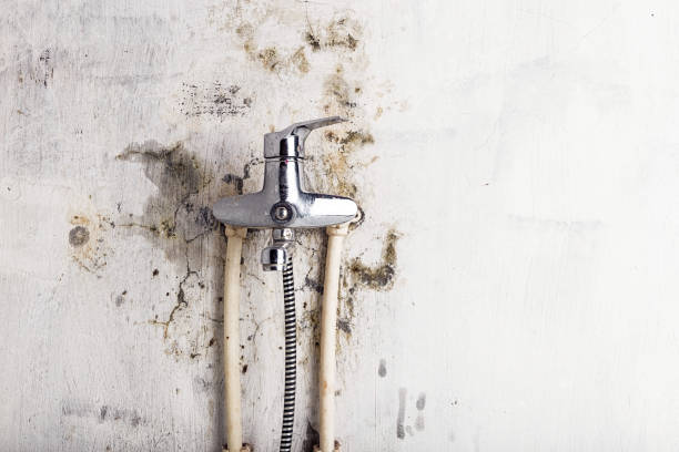 Best Best Mold Removal Companies  in Butte, MT