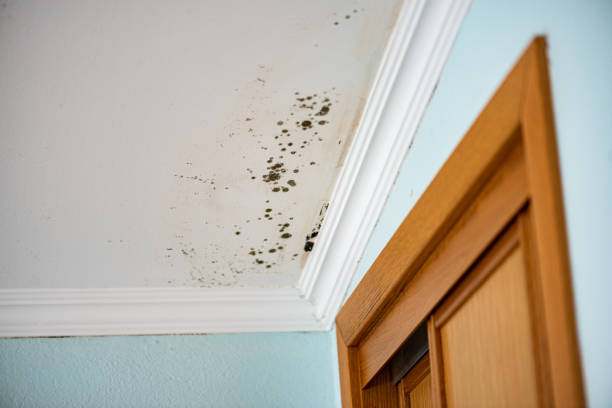 Butte, MT Mold Removal Company