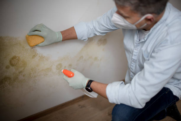 Best Black Mold Removal  in Butte, MT