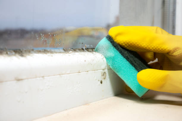 Best Crawl Space Mold Removal  in Butte, MT