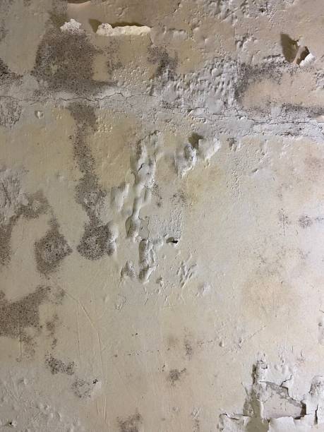 Best Local Mold Removal Service  in Butte, MT