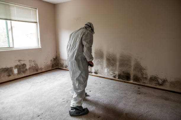 Best Local Mold Removal Service  in Butte, MT